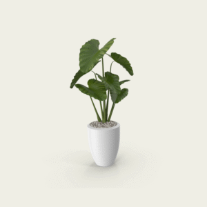 Alocasia Macrorrhizos