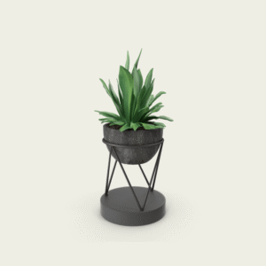 Staghorn Fern