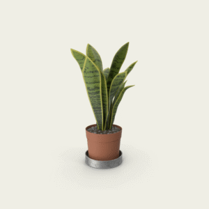 Snack Plant Laurentii