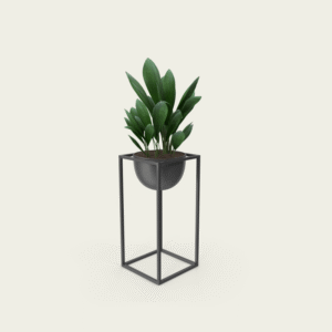 Dracaena Deremensis