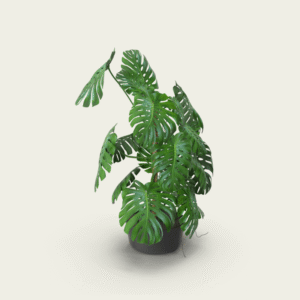 Monstera Adansonii