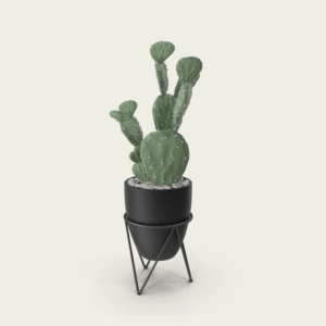 Opuntia Microdasys